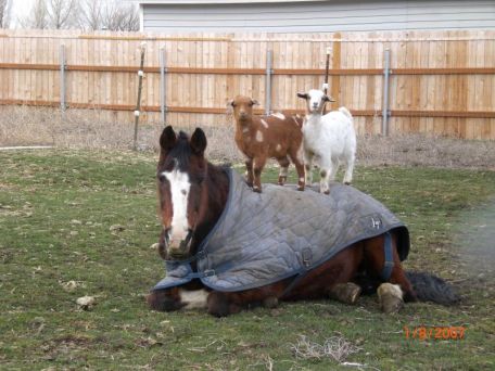 Opi&BabyGoatsMarch09