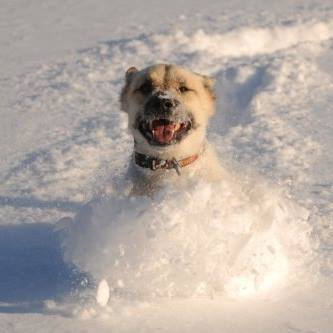 12565383_10153917630121692_4036318838223894422_n