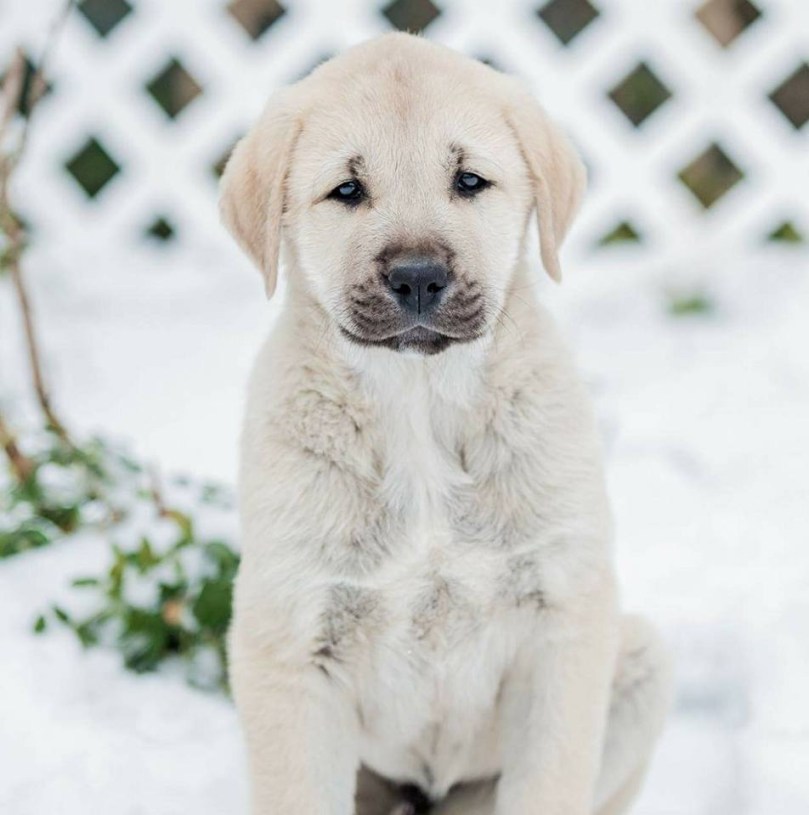 17309413_10155163928736692_5023131610948175318_n